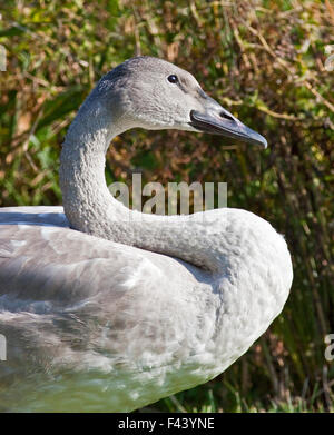 I capretti Trumpeter Swan (cygnus buccinatore) Foto Stock