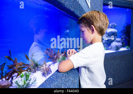 Giovane uomo guardando le alghe in un serbatoio Foto Stock