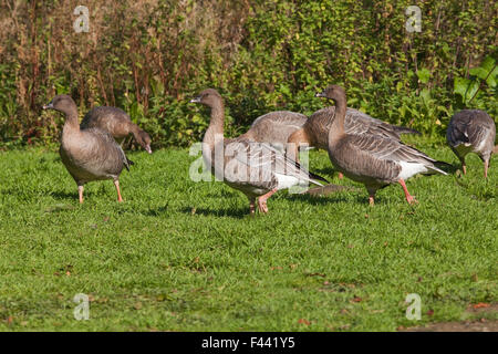 Rosa-footed oche (Anser brachyrhynchus). Giornate di pascolo su pascolo verde bordo campo. Foto Stock