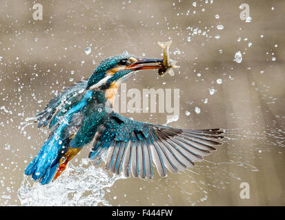 Kingfisher dive con fermo Foto Stock