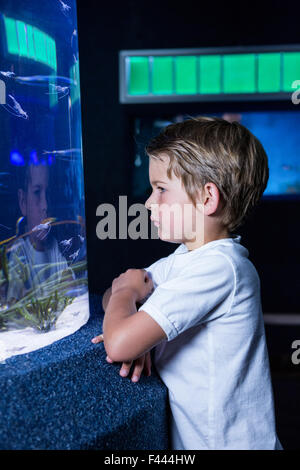 Giovane uomo guardando i pesci nel serbatoio Foto Stock