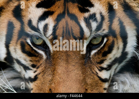 La tigre di Sumatra (Panthera tigris sumatrae) close-up di occhi, captive Foto Stock