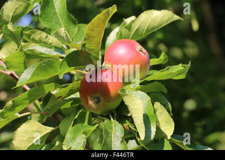 Due maturazione scoperta rosse mele su un albero di mele Foto Stock