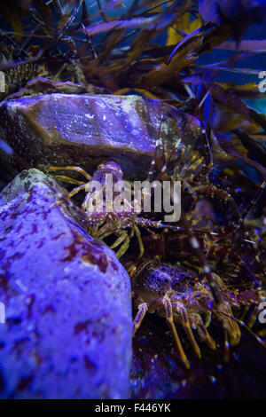 Gamberi nascosti in pietre in un serbatoio Foto Stock