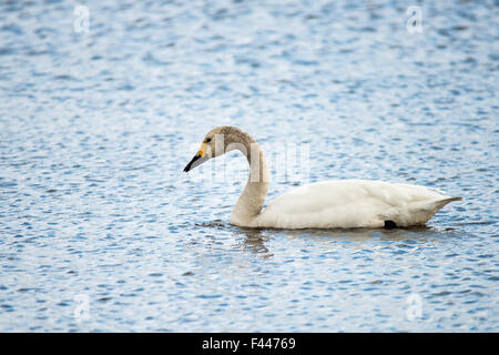 Primo Bewicks Swan (Cygnus columbianus) arriva in Slimbridge 2015 Foto Stock