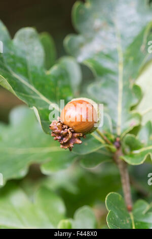 Quercus robur. Knopper Galli sul frutto maturo acorn della Quercia comune Foto Stock
