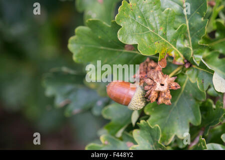 Quercus robur. Knopper Galli sul frutto maturo acorn della Quercia comune Foto Stock