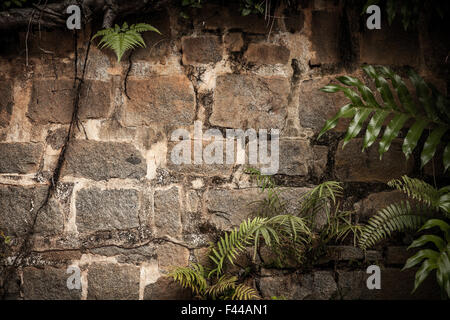 La foresta pluviale tropicale Foto Stock