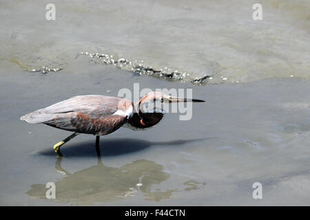 Un Tri-airone colorati sulla caccia in un estuario costiera Foto Stock