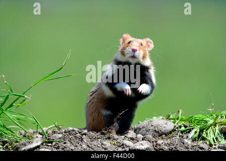 Comune permanente di hamster (Cricetus cricetus) Alsazia, Francia, captive Foto Stock