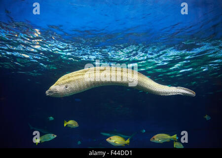 Moray caccia subacquea Foto Stock