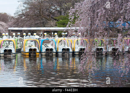 Cigno colorate barche ormeggiate con la fioritura dei ciliegi sakura in primo piano Foto Stock