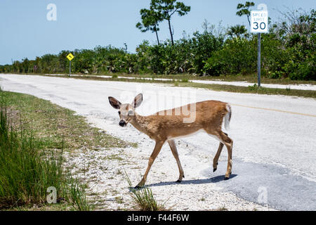 Florida Keys, Big Pine Key, Key Deer Boulevard, Odocoileus virginianus clavium, in via di estinzione, con coda bianca, FL150510017 Foto Stock