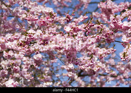 fiore di ciliegio Foto Stock