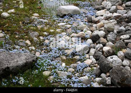 Il lago di Costanza dimenticare-me-non Foto Stock