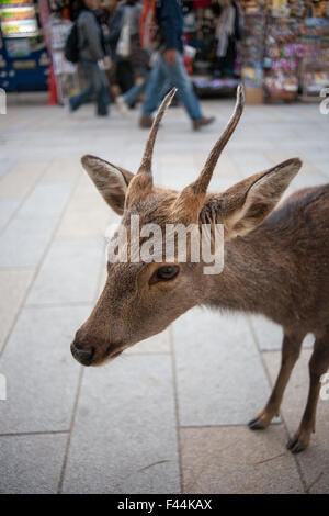 Cervi giapponese di Nara close up Foto Stock