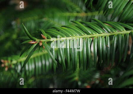 Noce moscata giapponese-yew Foto Stock