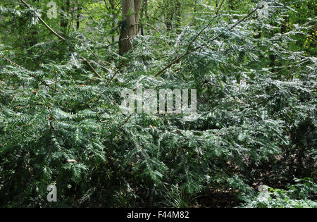 Noce moscata giapponese-yew Foto Stock