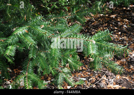 Noce moscata giapponese-yew Foto Stock