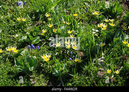 Tulipano di tarda Foto Stock