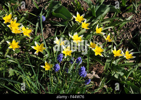 Tulipano di tarda Foto Stock