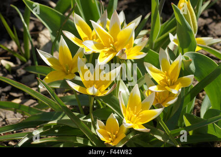 Tulipano di tarda Foto Stock