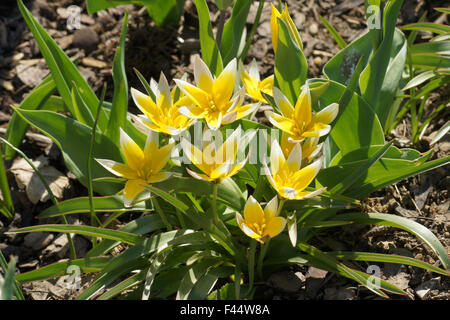 Tulipano di tarda Foto Stock