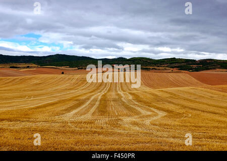 Raccolte di campi di grano sul cammino di san Giacomo (Camino de Santiago) prima di Los Arcos,Navarra, Spagna Foto Stock