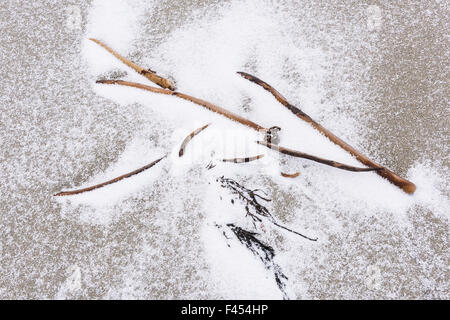 Snowy alga su una spiaggia, Lofoten, Norvegia Foto Stock