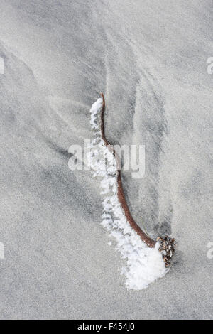 Kelp su di una spiaggia di sabbia, Lofoten, Norvegia Foto Stock