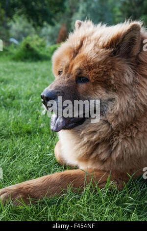 Bellissimo cane rosso chow sdraiati sull'erba Foto Stock