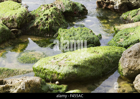 Pietre ricoperta con moss Foto Stock
