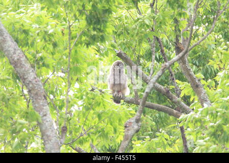 Ural Allocco (Strix uralensis momiyamae) chick in Giappone Foto Stock