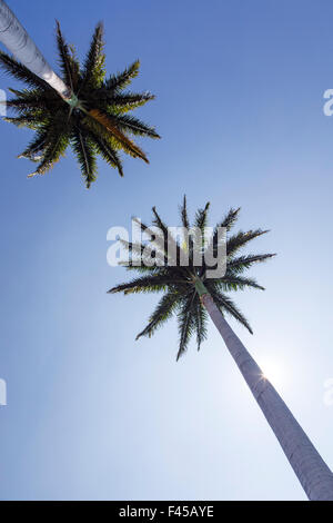 Vista verso l'alto di palme, Big Island delle Hawai'i, Hawaii, STATI UNITI D'AMERICA Foto Stock