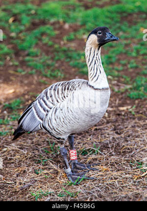 Minacciate di estinzione di uccelli dello stato delle Hawaii, Nene, oca hawaiana, lontana parente di oca Canadese Foto Stock