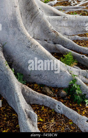 Le variegate Banyan Tree; Ficus R. Australis variegata; vicino al Hapuna Beach; Kohala Coast; grande isola delle Hawai'i; Hawaii, STATI UNITI D'AMERICA Foto Stock