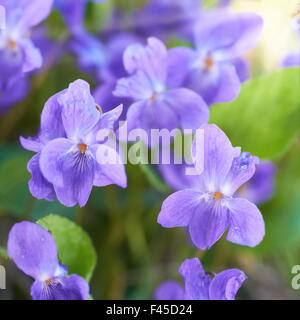 Fiori della viola Foto Stock