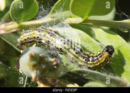 Scatola albero Moth Foto Stock