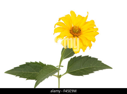 Heliopsis giallo Foto Stock