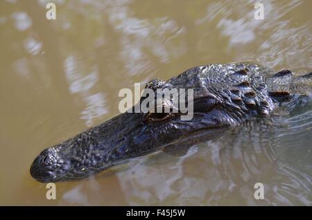 Piscina a coccodrillo in bayou della Louisiana Swamp Foto Stock