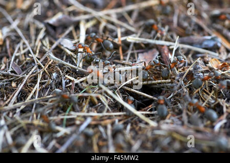 Formicaio nella foresta Foto Stock