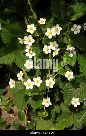 Fragola Foto Stock