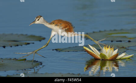 Jacana africana (Actophilornis africana) chick in esecuzione tra acqua ninfee, fiume Chobe, Botswana, Aprile. Foto Stock