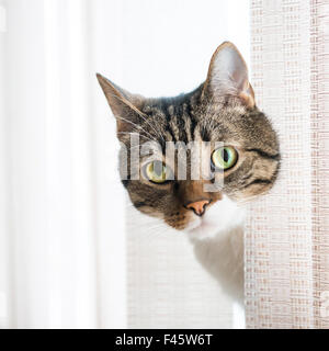 Poco striato grigio cat Foto Stock