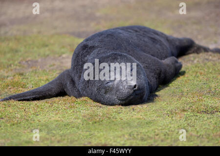 Elefante marino del sud Pup. Circa 1 settimana di età. Giacente nella colonia sul punto di balena, Isole Falkland. Foto Stock