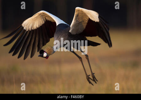 Grey Crowned-gru (Balearica regulorum) lo sbarco. Il Masai Mara riserva nazionale del Kenya. Gen 2012. Foto Stock