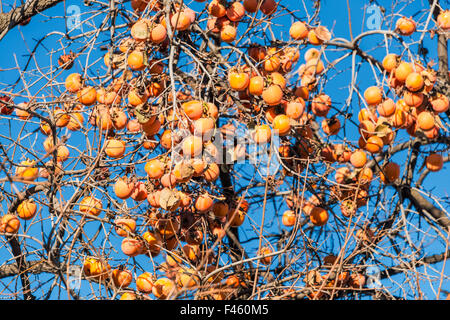 Frutti Persimmon sulla struttura ad albero Foto Stock