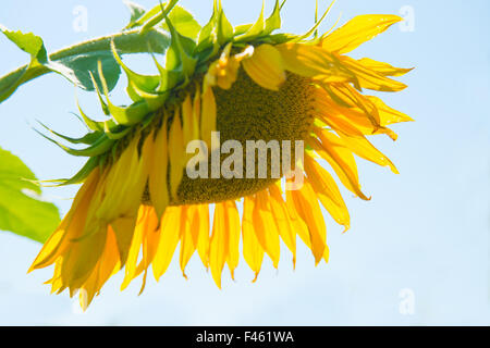 Girasole giallo con foglie di colore verde Foto Stock