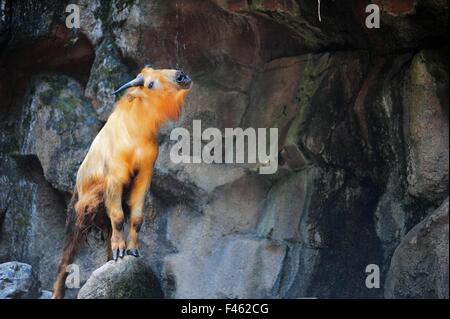 Golden Takin ricevendo la caduta di acqua fredda su un giorno di estate Foto Stock