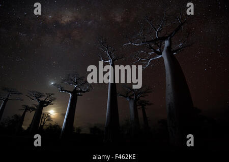 Grandidier's (baobab Adansonia grandidieri) alberi sulla notte stellata, Baobab Alley, Menabe, Madagascar. Menzione onorevole nei paesaggi, paesaggi marini e la vita vegetale categoria di grande immagine 2014. Foto Stock